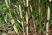 Fargesia robusta Campbell - Gräserwelten